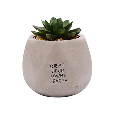 Succulent Desk Plant